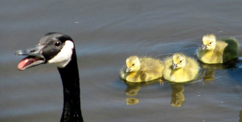 What Parenting Can Teach You About Customer Service