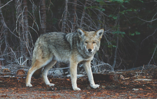 Confronting our fears